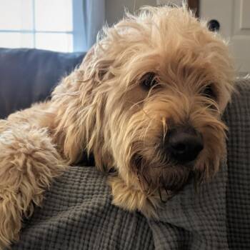 Golden Retriever and Poodle Dogs Available for Adoption - Tina | PetCurious