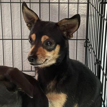Chihuahua Dogs Available for Adoption - 0145-D26 | PetCurious