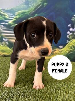 Labrador Retriever and Mixed Breed Dogs Available for Adoption in Rutherfordton, North Carolina - Colette | PetCurious