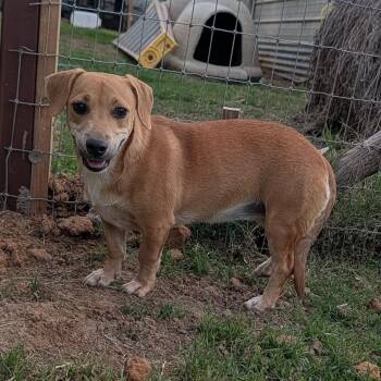 Sandy -  Dachshund and Chihuahua Dog for Adoption in Tishomingo, Oklahoma - Sandy | PetCurious