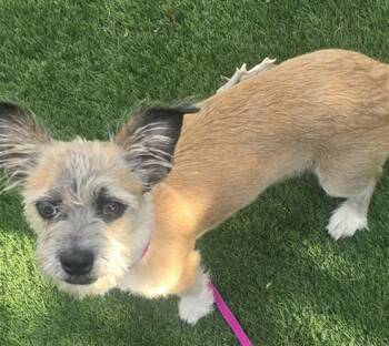 SKIPPY -  Terrier and Mixed Breed Dog for Adoption in Colorado Springs, Colorado - SKIPPY | PetCurious