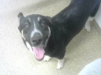 Rescue Alaskan Malamute and Mixed Breed Dogs for Adoption in Albuquerque, New Mexico - MOJO | PetCurious