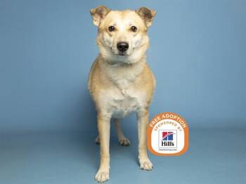 KENZIE -  German Shepherd Dog Dog for Adoption in Phoenix, Arizona - KENZIE | PetCurious