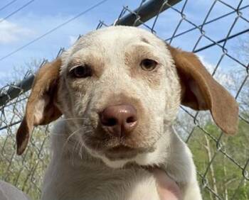 Beagle Dogs Available for Adoption - Aubrey | PetCurious