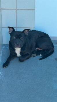 Pit Bull Terrier and Mixed Breed Dogs Available for Adoption in Corpus Christi, Texas - ADAM | PetCurious