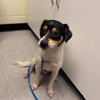 Patches 26-05-161 -  Terrier and Mixed Breed Dog for Adoption in Bastrop, Texas - Patches 26-05-161 | PetCurious