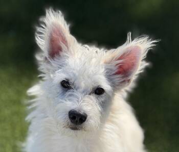Rescue West Highland White Terrier Westie Dogs for Adoption in Hondo, Texas - Clover - Beautiful Westie Mix | PetCurious