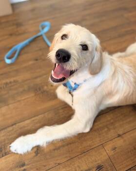 Duke -  Labrador Retriever Dog for Adoption in Pasadena, California - Duke | PetCurious