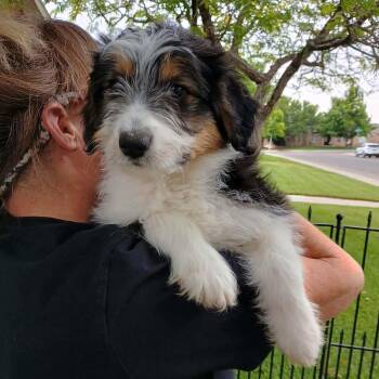 Stitch -  Shih Tzu and Collie Dog for Adoption in Amarillo, Texas - Stitch | PetCurious