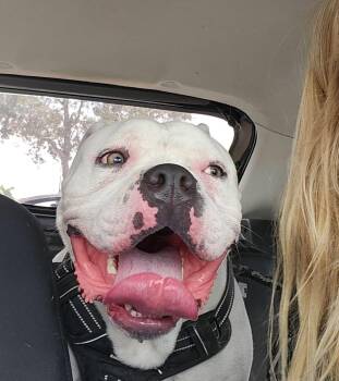 Rescue American Bulldog Dogs for Adoption in Fort Pierce, Florida - Polar | PetCurious