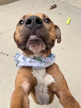 Pit Bull Terrier Dogs Available for Adoption in Dayton, Ohio - GROOT | PetCurious