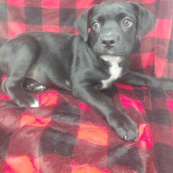 Kingly -  Black Labrador Retriever Dog for Adoption in New Tazewell, Tennessee - Kingly | PetCurious