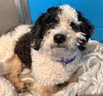 Tot -  Bichon Frise and Poodle Dog for Adoption in Defiance, Ohio - Tot | PetCurious