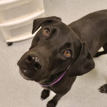 Rescue Mixed Breed Dogs for Adoption in Briarcliff Manor, New York - Darcy | PetCurious