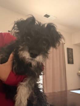 Laila -  Schnauzer and Terrier Dog for Adoption in Albuquerque, New Mexico - Laila | PetCurious