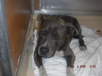 American Bulldog and Mixed Breed Dogs Available for Adoption in Doral, Florida - LOGAN | PetCurious