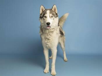 JARED -  Husky and Mixed Breed Dog for Adoption in Phoenix, Arizona - JARED | PetCurious