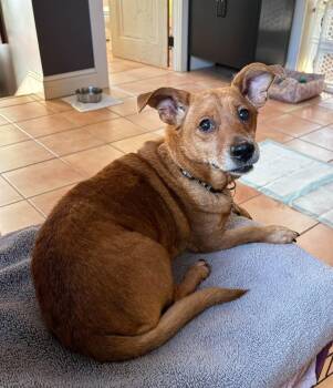 Maeve -  Dachshund Dog for Adoption in Glocester, Rhode Island - Maeve | PetCurious