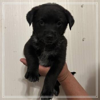 FWT Dakota -  Black Labrador Retriever and Border Collie Dog for Adoption in Midland, Texas - FWT Dakota | PetCurious