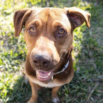 Retriever Dogs Available for Adoption in Martinez, California - Luna Mae | PetCurious