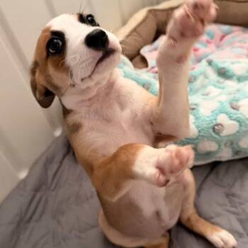 Mixed Breed Dogs Available for Adoption in Falls Church, Virginia - Daisy