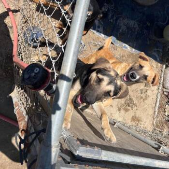 RIVER -  Shepherd and Mixed Breed Dog for Adoption in Richmond, California - RIVER | PetCurious