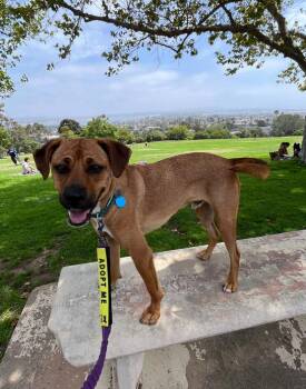 Milo -  Rhodesian Ridgeback and Mixed Breed Dog for Adoption in San Diego, California - Milo | PetCurious
