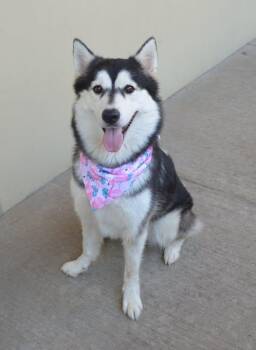 Squirtle -  Husky Dog for Adoption in Mckinney, Texas - Squirtle | PetCurious