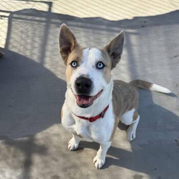 Jafar -  Pit Bull Terrier Dog for Adoption in Prineville, Oregon - Jafar | PetCurious