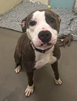 Pit Bull Terrier Dogs Available for Adoption in Hagerstown, Maryland - STORM | PetCurious