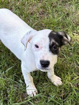 River Boat -  Beagle and American Staffordshire Terrier Dog for Adoption in Watertown, Connecticut - River Boat | PetCurious