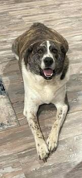 Mastiff and Great Pyrenees Dogs Available for Adoption - Big Bear | PetCurious