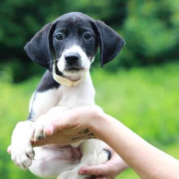 CT Chalupa -  Pointer and Mixed Breed Dog for Adoption in Stormville, New York - CT Chalupa | PetCurious