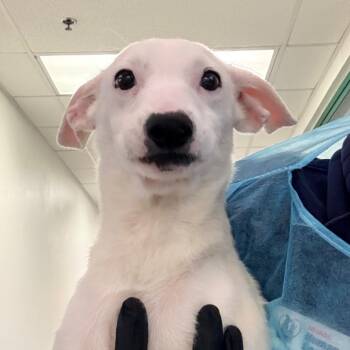Galloway -  Jack Russell Terrier Dog for Adoption in Reno, Nevada - Galloway | PetCurious