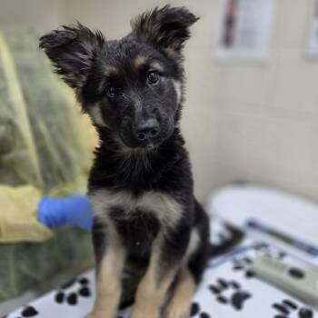 Shepherd Dogs Available for Adoption in Incline Village, Nevada - Spyro | PetCurious