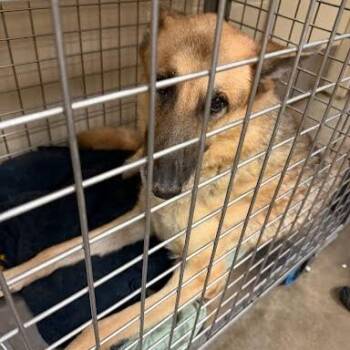 Bunny -  German Shepherd Dog and Shepherd Dog for Adoption in Austin, Texas - Bunny | PetCurious
