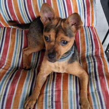 Molly -  Chihuahua and Mixed Breed Dog for Adoption - Molly | PetCurious