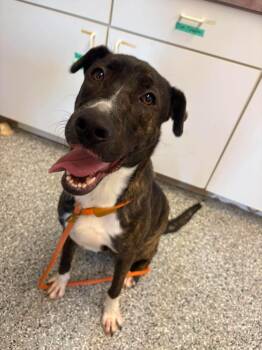 Zuma -  Shar Pei Dog for Adoption in Front Royal, Virginia - Zuma | PetCurious