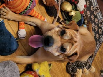 Shar Pei and Beagle Dogs Available for Adoption in Lancaster, Pennsylvania - Willie Nelson | PetCurious