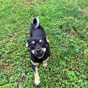 Andy -  Chihuahua and Mixed Breed Dog for Adoption in Jarrettsville, Maryland - Andy | PetCurious