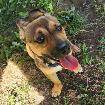 Rescue Chihuahua Dogs for Adoption in Chesapeake, Virginia - Mickey Mouse | PetCurious