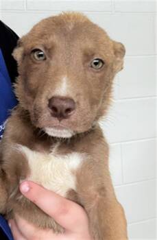 AMBER -  Pit Bull Terrier and Mixed Breed Dog for Adoption in Houston, Texas - AMBER | PetCurious
