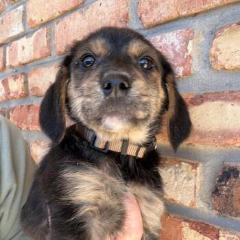 Labrador Retriever Dogs Available for Adoption - Ducky | PetCurious