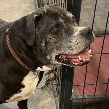 Labrador Retriever and Pit Bull Terrier Dogs Available for Adoption in Charles City, Virginia - Ebony | PetCurious