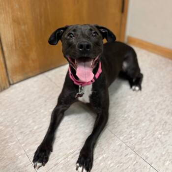 Rescue Pit Bull Terrier and Mixed Breed Dogs for Adoption in Fargo, North Dakota - Josie--In Foster | PetCurious