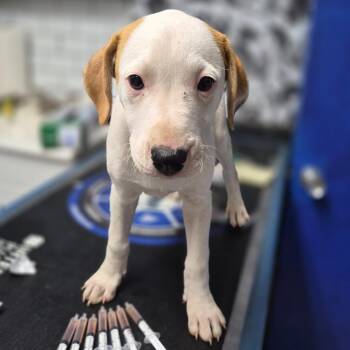 Hound Dogs Available for Adoption in Wahiawa, Hawaii - Virgo | PetCurious