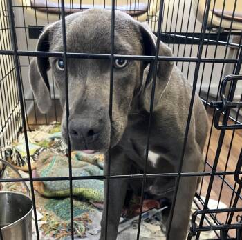 Annie -  Mixed Breed Dog for Adoption in Parma, Ohio - Annie | PetCurious