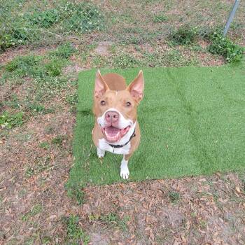 Pit Bull Terrier Dogs Available for Adoption in Lake Panasoffkee, Florida - Jules | PetCurious