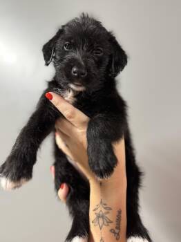 Mixed Breed Dogs Available for Adoption in Myrtle Beach, South Carolina - Magnolia  | PetCurious