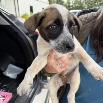 Terrier and Mixed Breed Dogs Available for Adoption in Marshall, Texas - Aurora | PetCurious